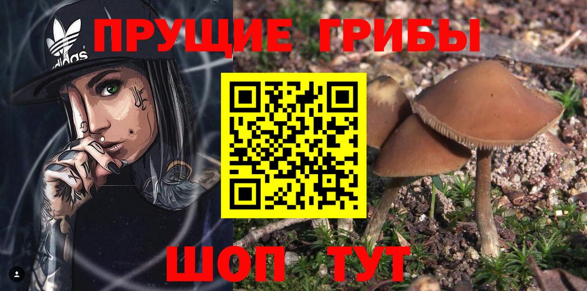 Корсаков  Псилоцибиновые грибы мицелий  Вход с VPN 
